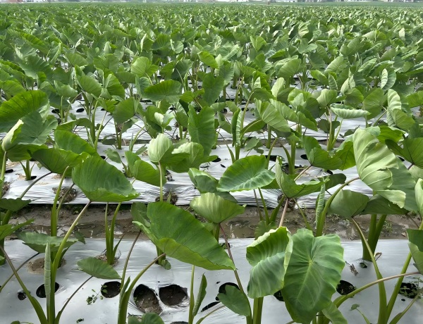 天气晴好，福建基地的芋头作物正充分吸收土壤养分，长势稳健、茁壮成长